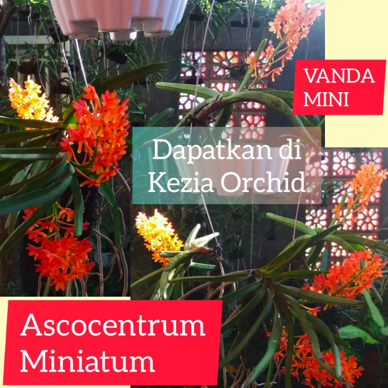 Anggrek Vanda Mini / Vanda Ascocentrum Miniatum / Vanda Asco