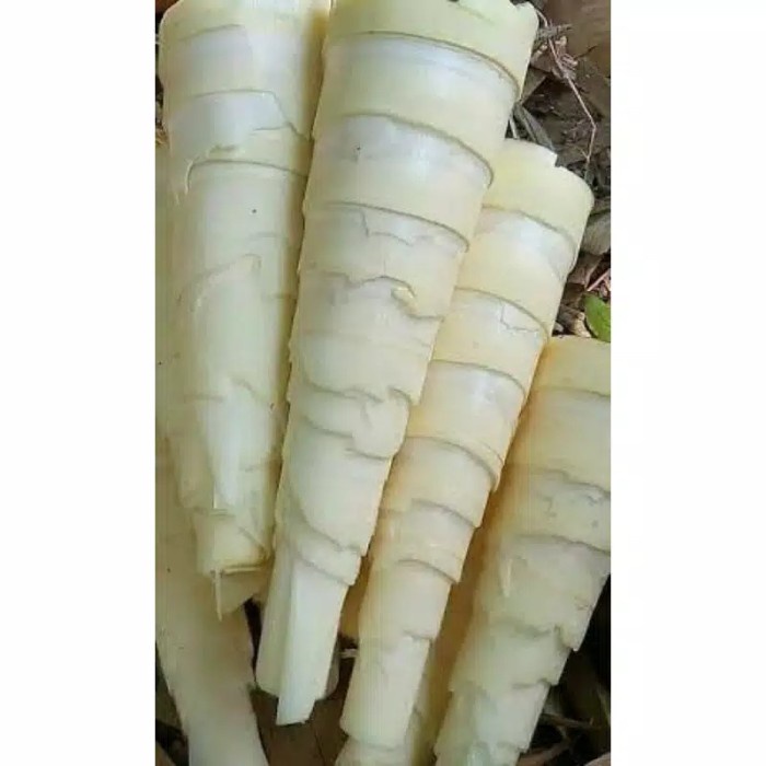 

New sayur segar rebung bambu segar per 2 kg