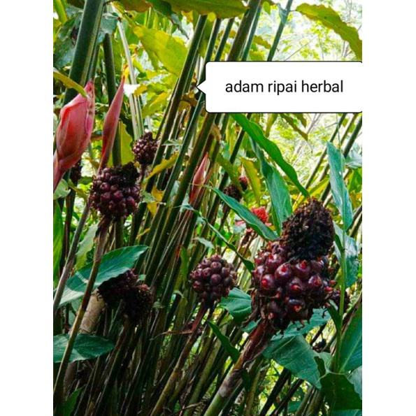 

buah honje laka segar 1 kg