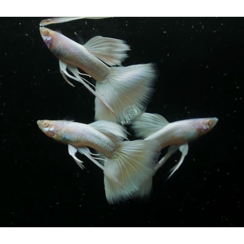 Albino Full Platinum ribbon