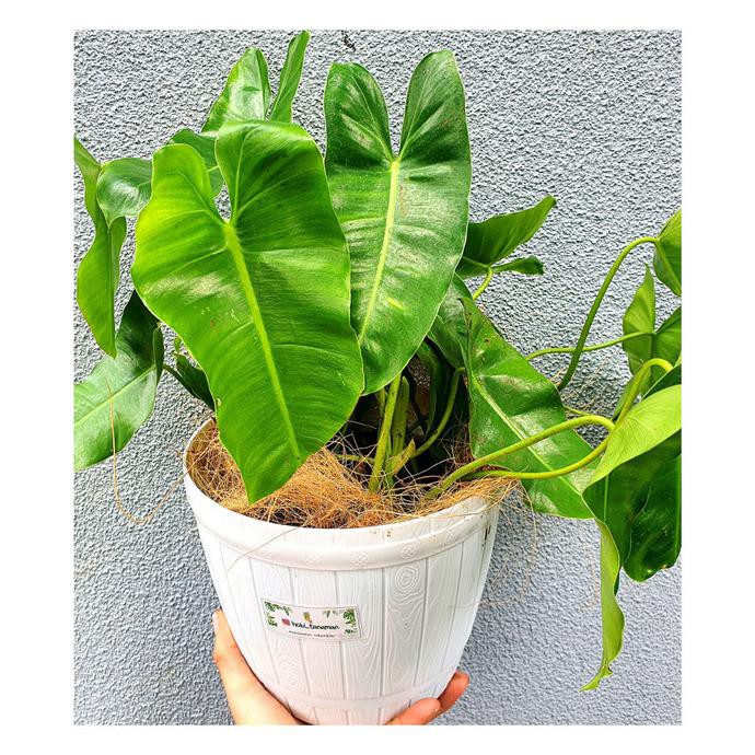 Philodendron Burle Marx Uk Besar