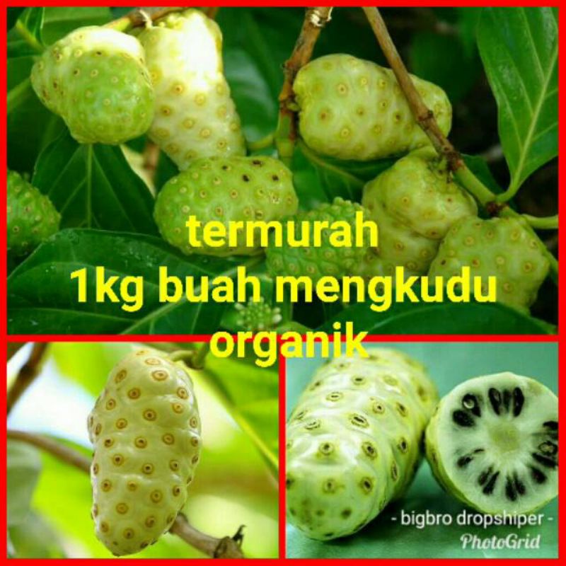 

BUAH MENGKUDU SEGAR ATAU PACE 1KG