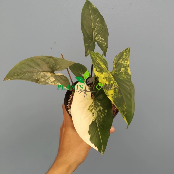 Syngonium Variegated Yellow / Singonium Varigata Kuning