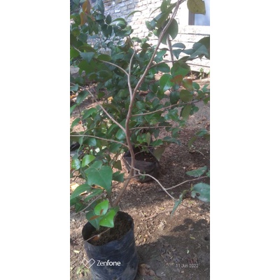 bibit pohon dewandaru atau Sianto batang besar karakter bonsai