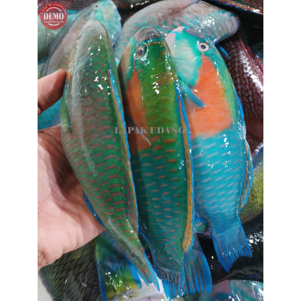 

Ikan Kaka Tua Farrot Fish Ikan Fresh Laut Kualitas GARANSI SEGAR