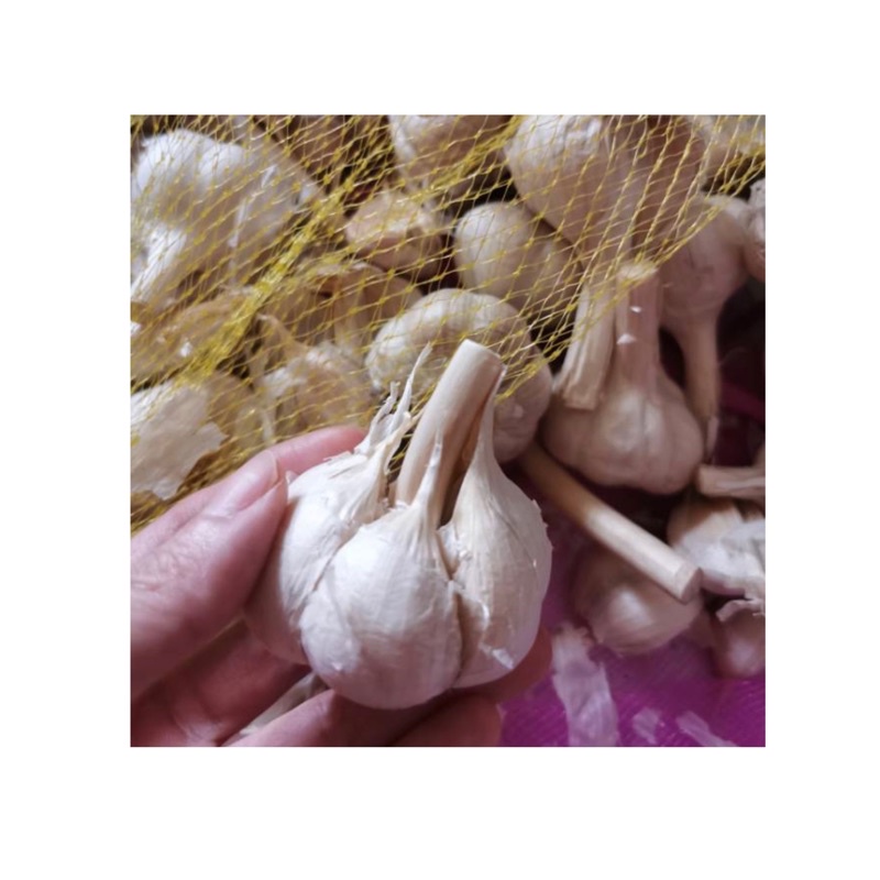 

Bawang Putih Organik || 500 gr || Organic Garlic