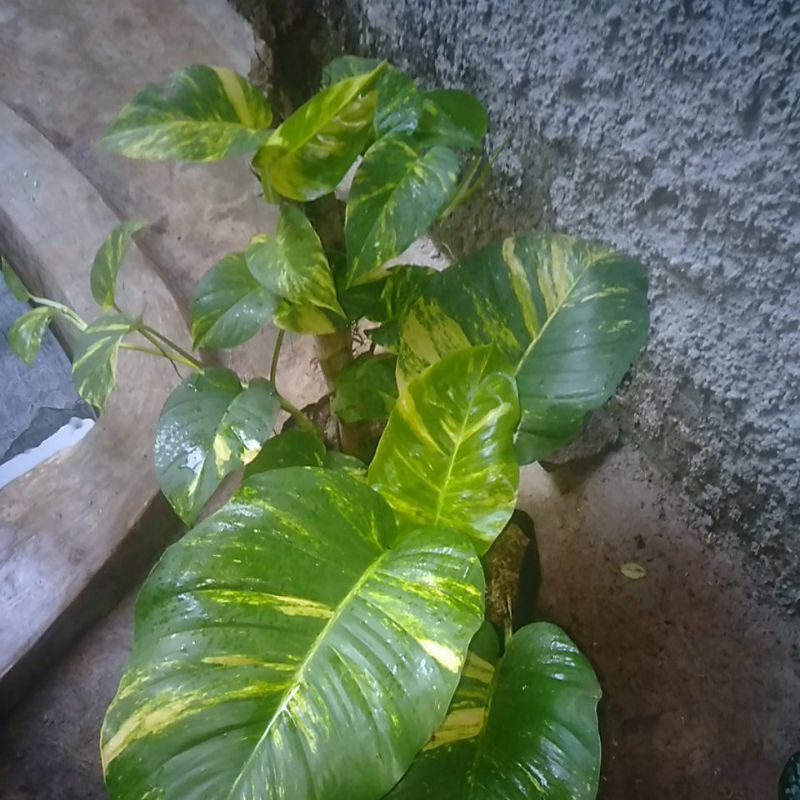 TANAMAN HIAS MONVAR KW SRIGADING JUMBO