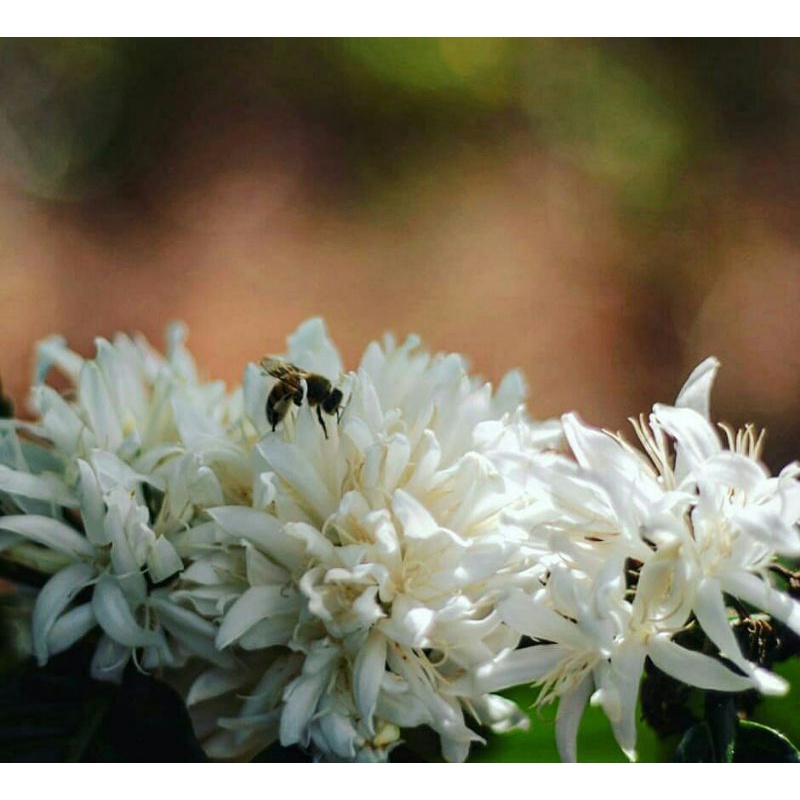 Madu murni Omah tawon nektar bunga kopi 1 Liter