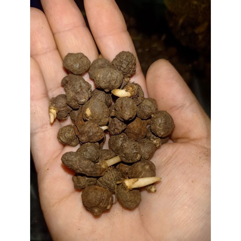 bibit katak porang dorman berkualitas ukuran mini