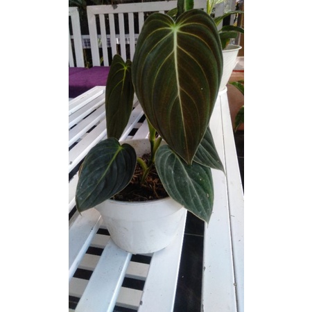 philodendron Philo Melanochrysum melano narrow