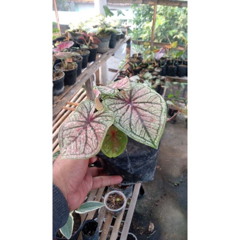 Tanaman Hias Keladi Srikandi Caladium Srikandi