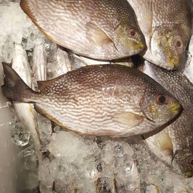 

Ikan Baronang Laut