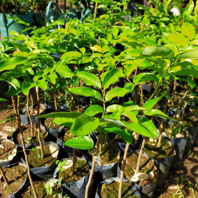 

Bibit Kelengkeng Matalada Super