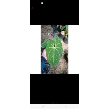 antarium kuping gajah verde