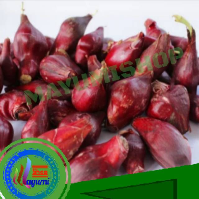 Bawang dayak segar 1kg