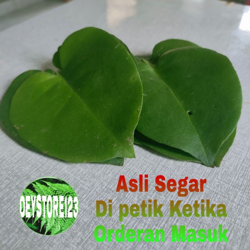 

daun binahong hijou 1 Kg