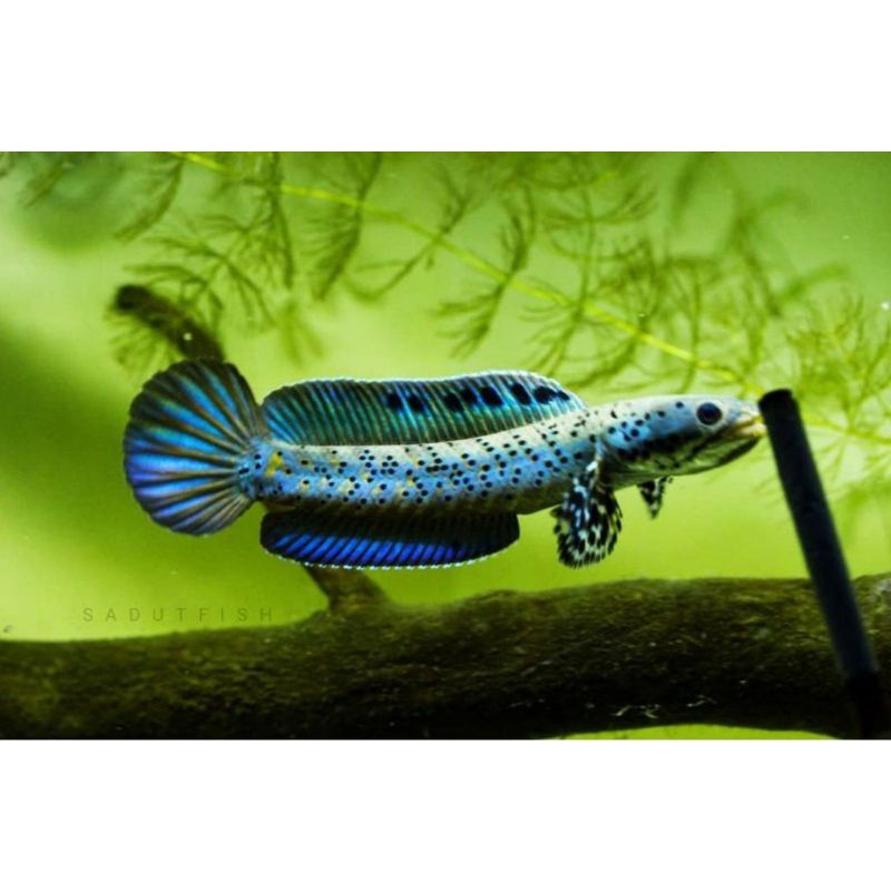 chana orna yellow lips