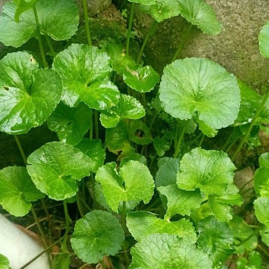 

termurah daun pegagan antanan per 2 kg segar