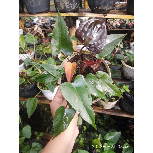 anthurium bunga hitam