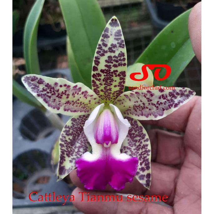 Cattleya Tianmu Sesame Dewasa