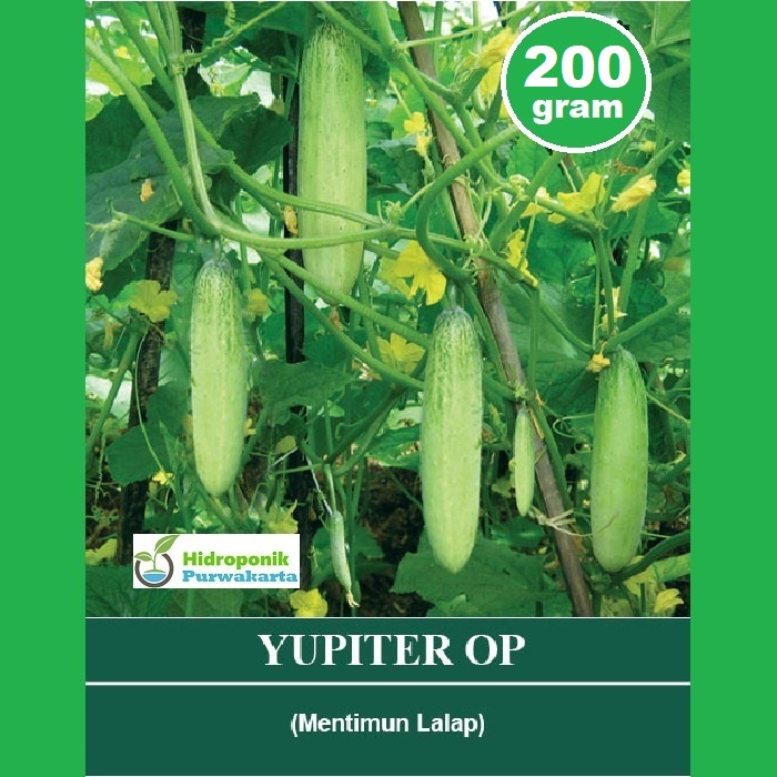 Benih Timun Mentimun Lalap Yupiter Cap Mutiara Bumi 200 Gram