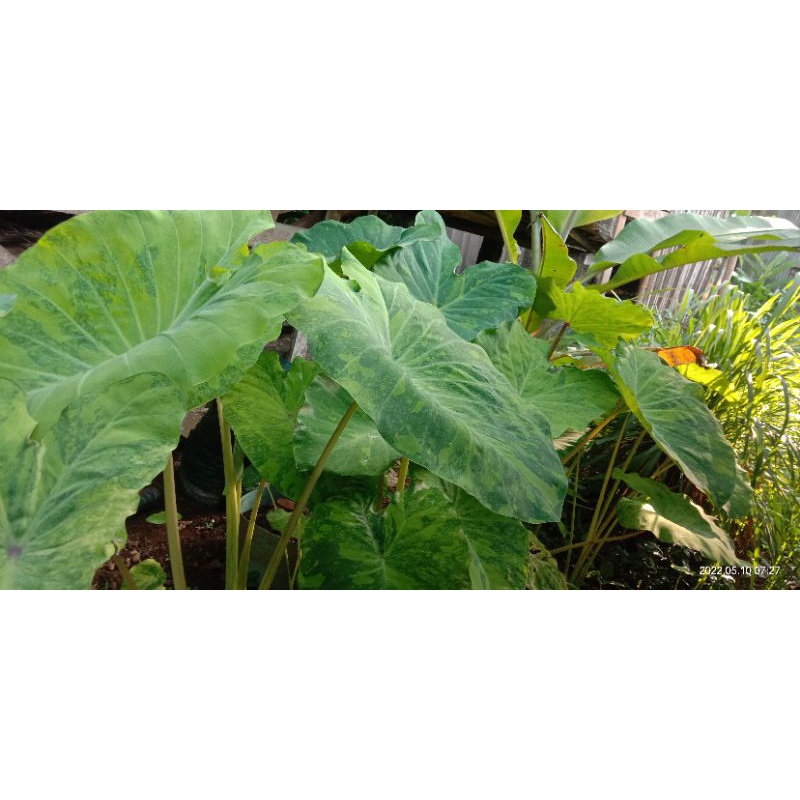 colocasia midori sour murah meriah