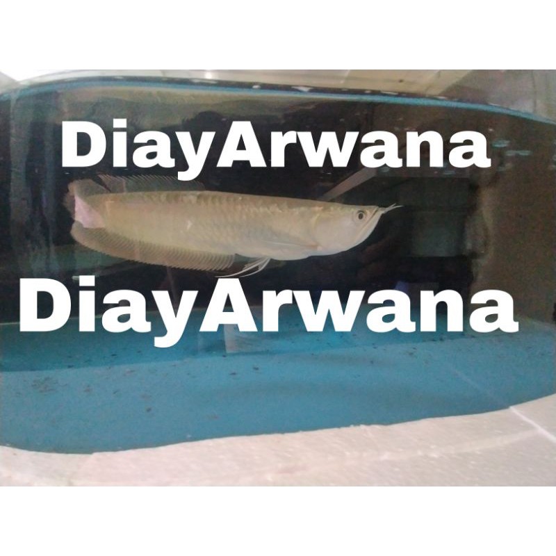 Ikan arwana silver red