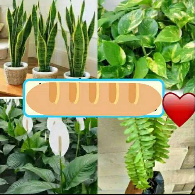 PAKET 4 TANAMAN PEMBERSIH UDARA-sansivera-srigading-peace lily-pakis kelabang