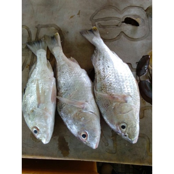 

kakap putih (kakap sirih)
