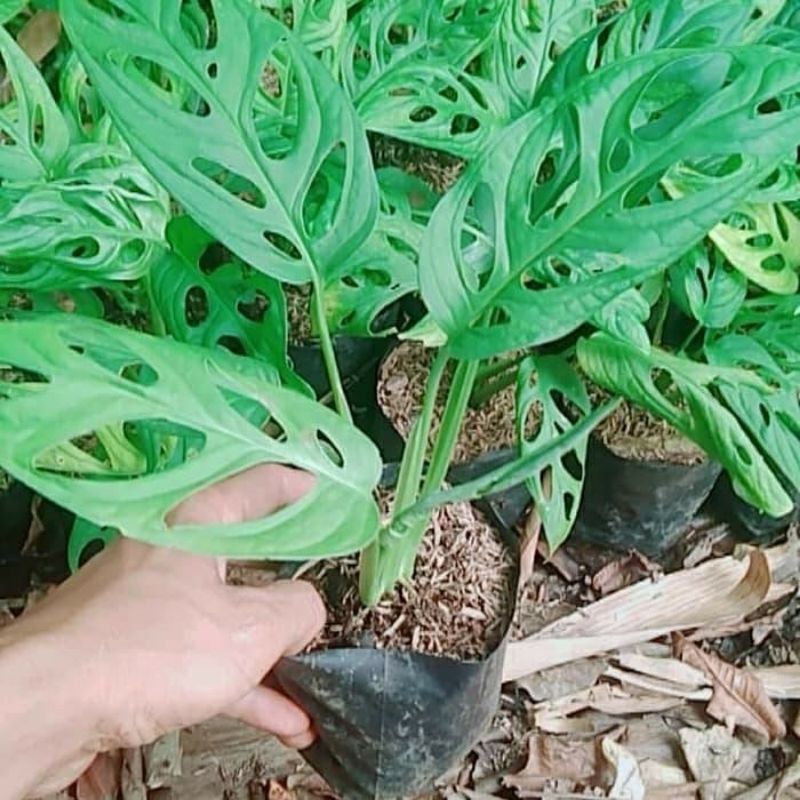 tanaman hias hidup janda bolong