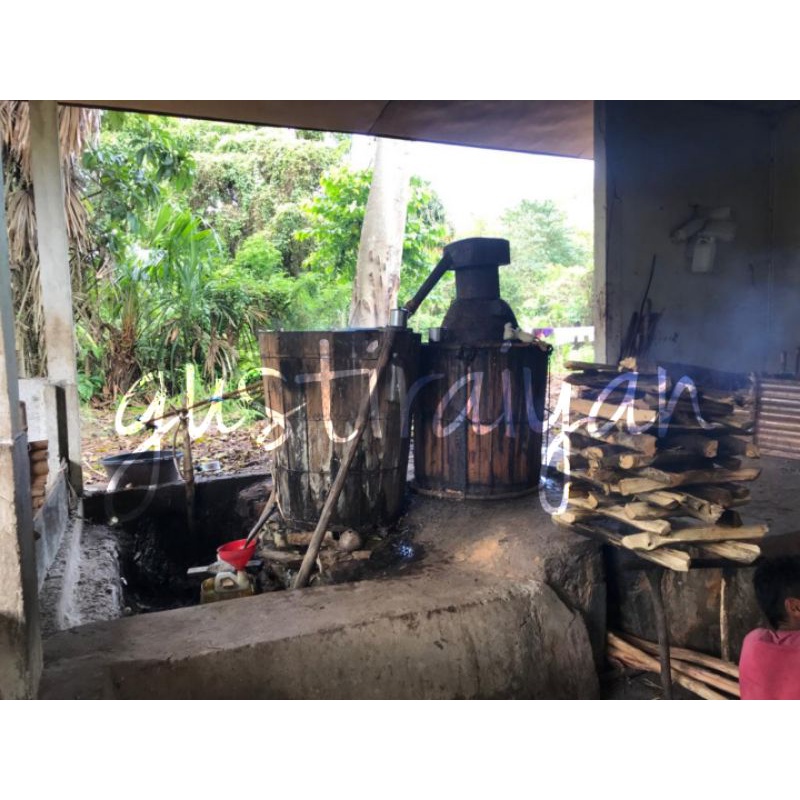 Minyak kayu putih asli pulau Buru Maluku