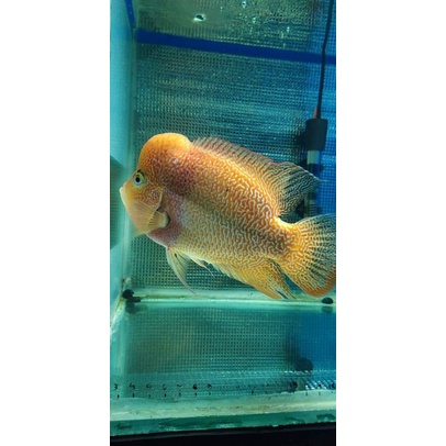 indukan louhan golden base