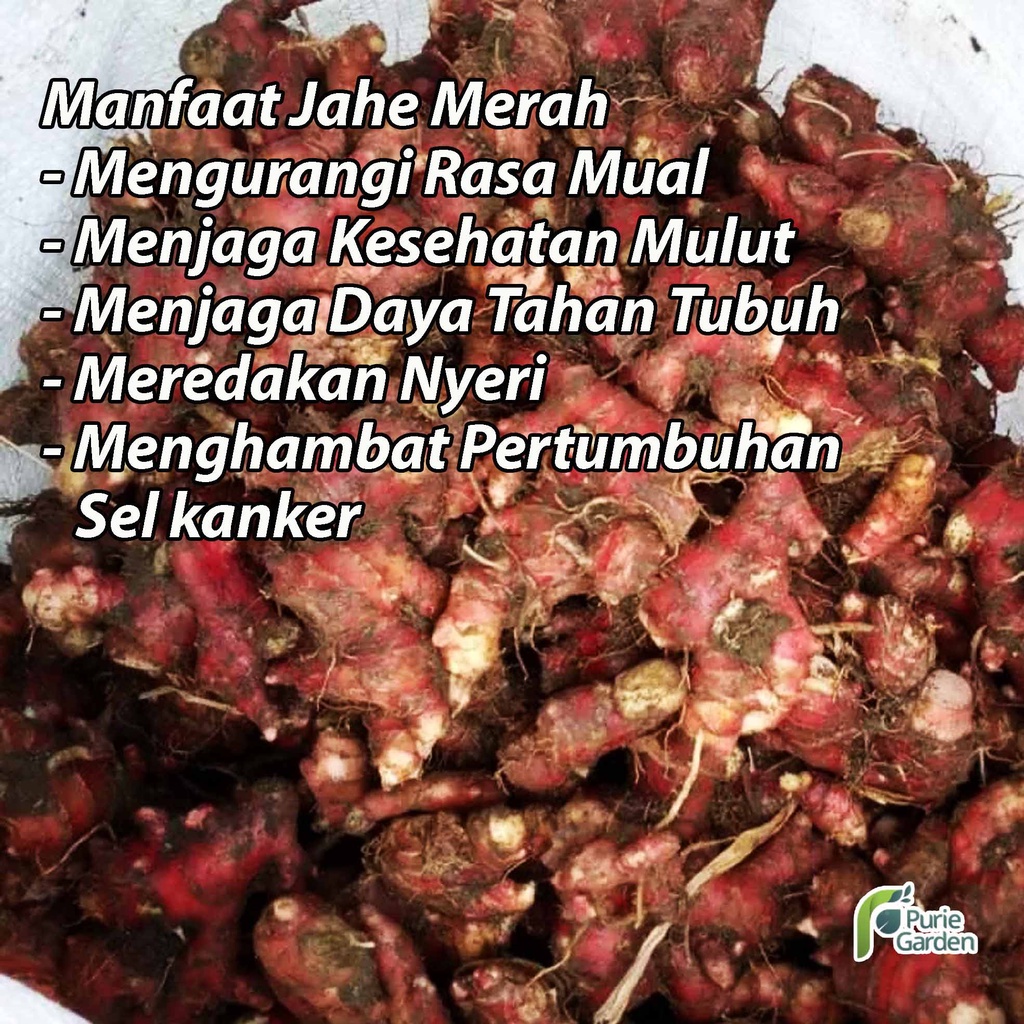 Bibit Jahe Merah Bertunas PG KDR