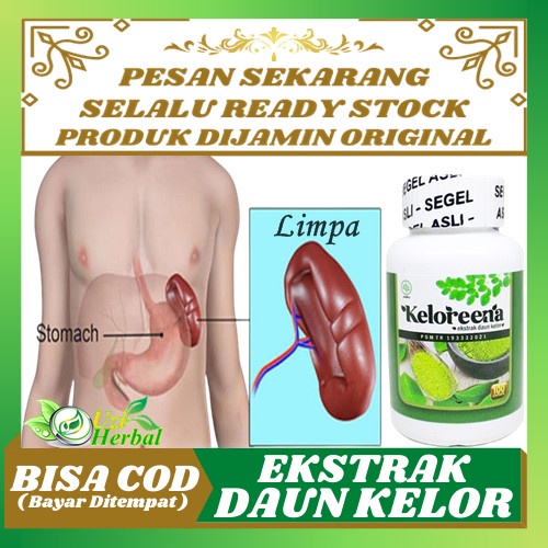 OBAT HERBAL PEMBENGKAKAN LIMPA, ABSES LIMPA, INFEKSI LIMPA - KELOREENA TERMURAH