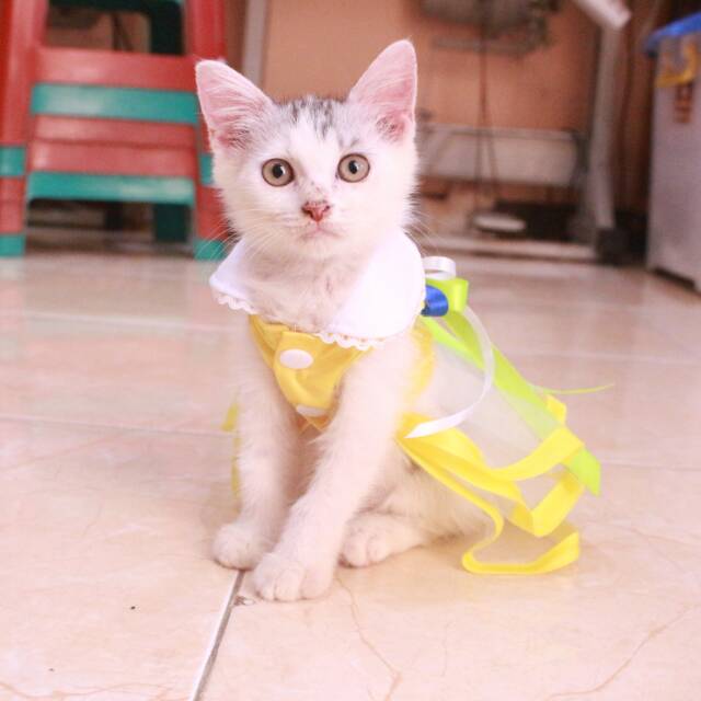 Baju kucing model dress princess warna kuning lucu / baju kucing terlaris size S M L XL