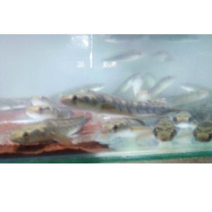 Channa maru Yello Sentarum UK 14-16 cm bahan progres cakep ‑ PWK.25Au22w