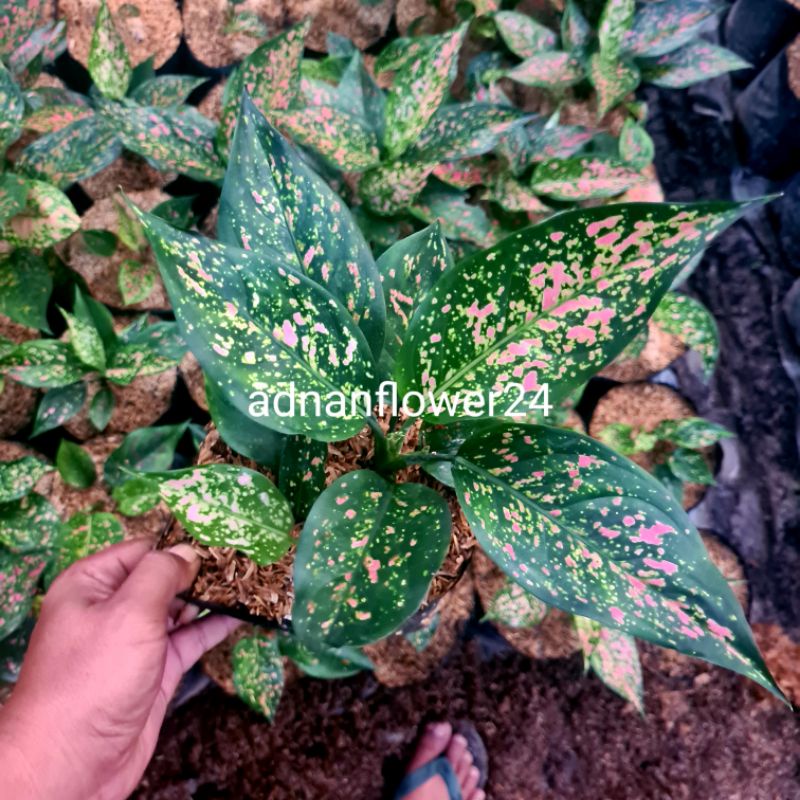 bunga aglonema ruby garuda lokal/ruby batik