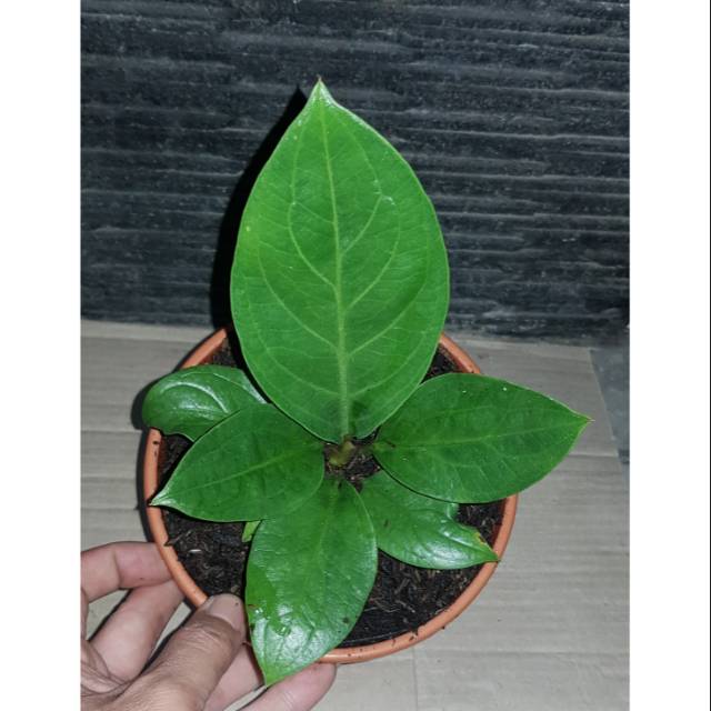 Tanaman hias Jemani cobra varian