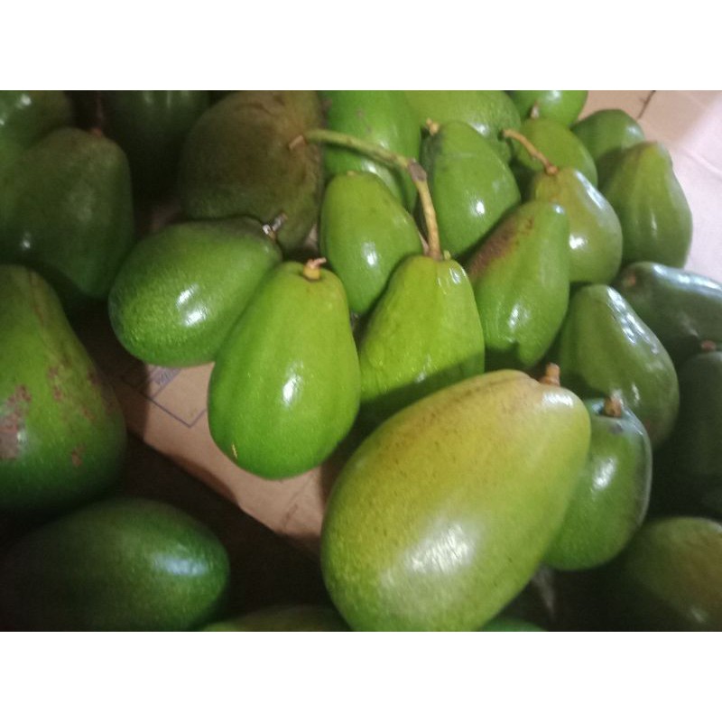 

ALPOKAT MENTEGA KUNING KG