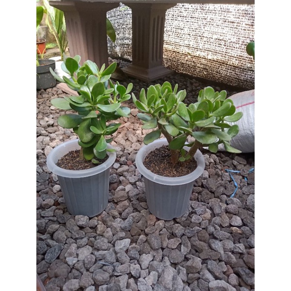 Crassula Ovata / Jade Plant Jumbo Rimbun