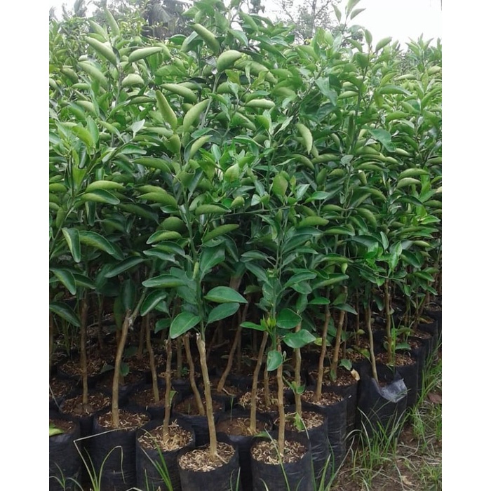 BIBIT TANAMAN BUAH JERUK DEKOPON JUMBO