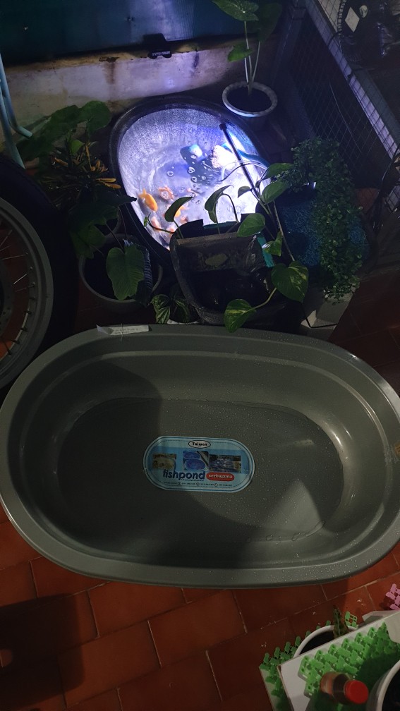 Fishpond M | Kolam Ikan Plastik | Bak Aquarium Ikan