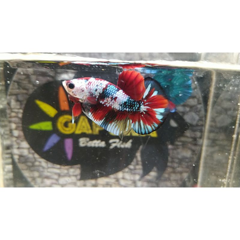 cupang koi hmpk fancy cooper size m - (min)