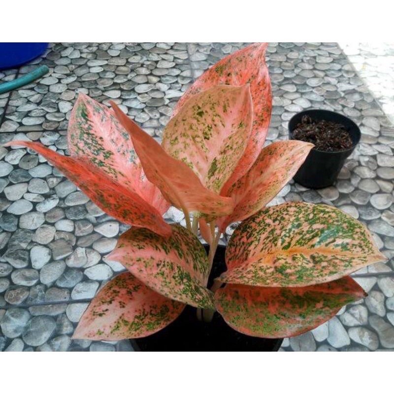 AGLONEMA BABY STARDUST ORANGE