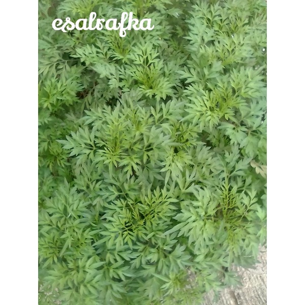 

daun kenikir/ramidang