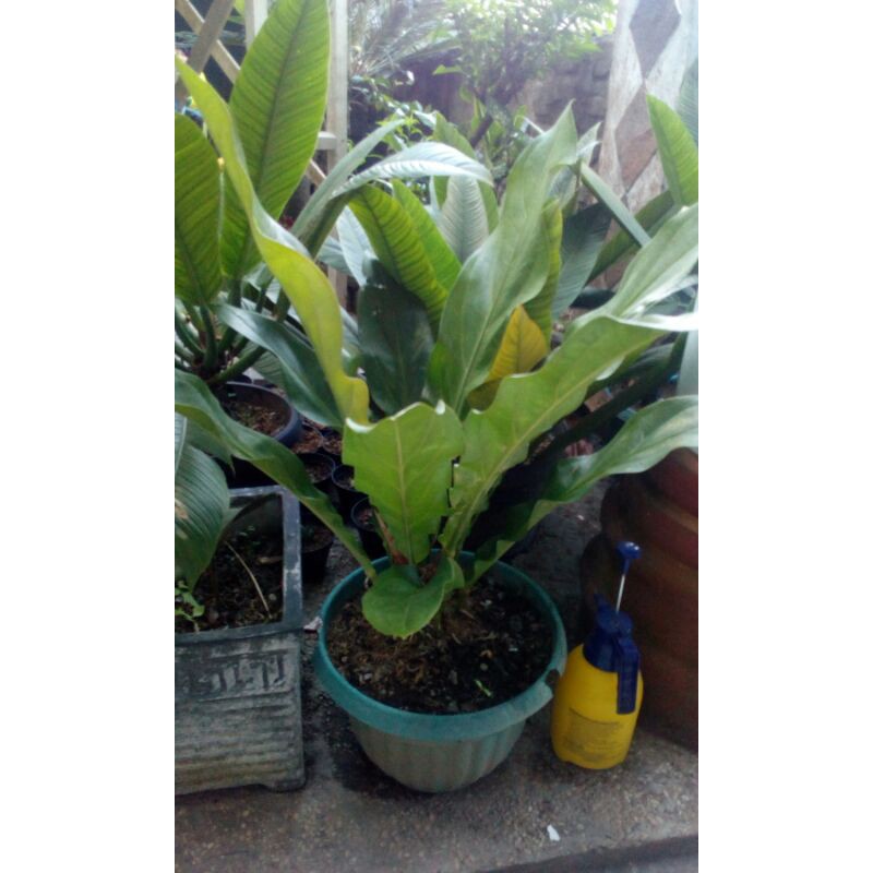 anthurium jemani keris spesifik (dewasa siap.indukan)