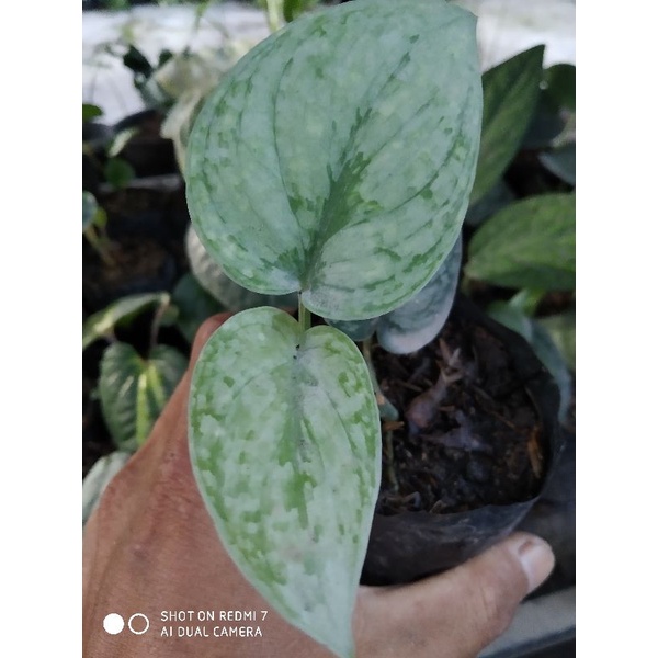 Scindapsus silver cloud splash