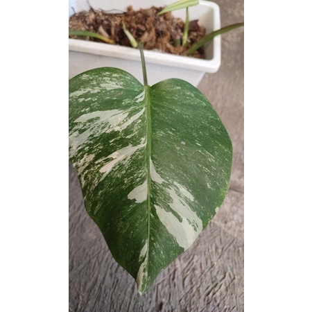 Monstera Varigata Marble