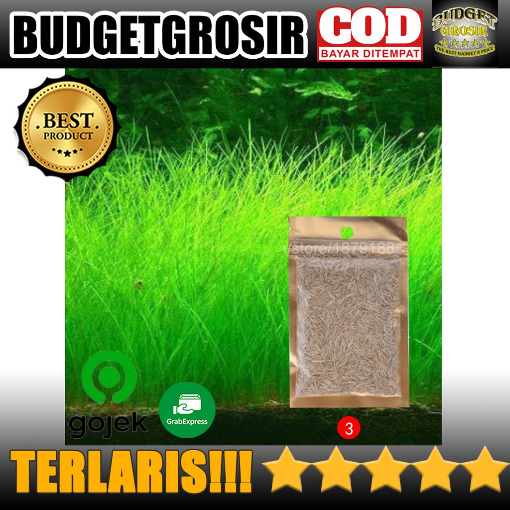 Bibit Rumput Air Dekorasi Aquarium Landscape Ornament Big Fescue