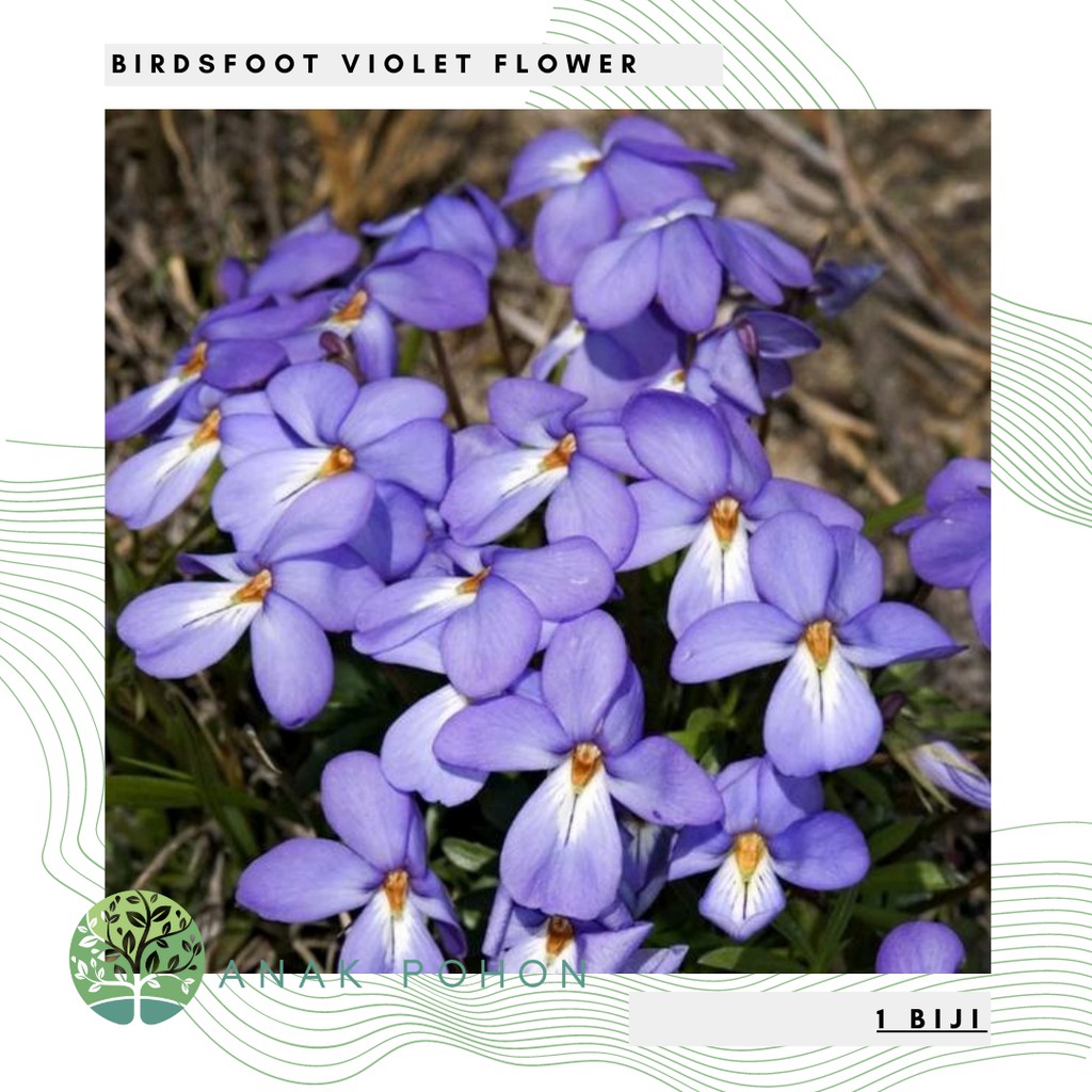 Benih Bibit Biji - Bunga Birdsfoot Violet Flower Seeds - IMPORT